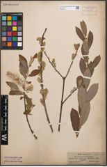 Foto von Salix cinerea L.